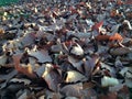 Platanus Occidentalis Tree Leaves on the Ground during Sunset in the Fall.