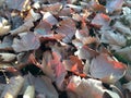 Platanus Occidentalis Tree Leaves on the Ground during Sunset in the Fall.