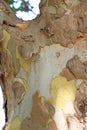 The bark of Platanus orientalis Linn Royalty Free Stock Photo