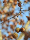 Platanus orientalis Linn Royalty Free Stock Photo