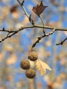 Platanus orientalis Linn Royalty Free Stock Photo