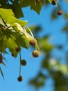 Platanus orientalis. Royalty Free Stock Photo