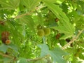 Platanus orientalis, Old World Sycamore, Oriental Plane