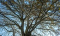 Platanus Orientalis, Plane Tree, winter day in Epirus forest Greece. Under view of blue sky Royalty Free Stock Photo