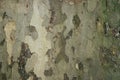 Platanus sycamore camouflage bark