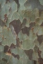 Platanus sycamore camouflage bark