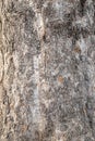 Platanus, or Sycamore tree bark close-up background. Bark texture and background of a old fir tree trunk