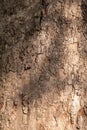 Platanus, or Sycamore tree bark close-up background. Bark texture and background of a old fir tree trunk