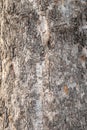 Platanus, or Sycamore tree bark close-up background. Bark texture and background of a old fir tree trunk