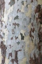 Platanus tree