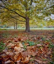 Platanus tree