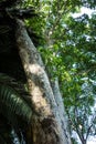 A platanus tree