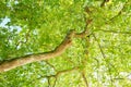 Platanus tree shot from below. Royalty Free Stock Photo