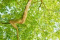 Platanus tree shot from below. Royalty Free Stock Photo