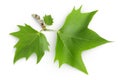 Platanus tree, sycamore leave isolated on white background. Top view. Flat lay Royalty Free Stock Photo