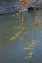 Platanus trees over the Tiber