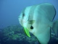 Platax / Batfish Royalty Free Stock Photo