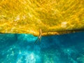 Platax fish in sun beam near boat, underwater photo. Tropical fish in turquoise blue sea water. Fish following boat Royalty Free Stock Photo