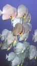 Platax orbicularis or Orbicular Batfish