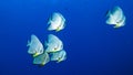 Platax teira, also known as the teira batfish, longfin batfish, longfin spadefish, or round faced batfish is a fish from the Indo- Royalty Free Stock Photo