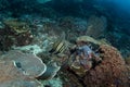 Platax teira, longfin batfish, longfin spadefish, golden spadefish, plata boersii