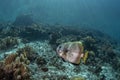 Platax teira, longfin batfish, longfin spadefish Royalty Free Stock Photo