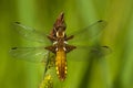 Platbuik, Broad-bodied Chaser, Libellula depressa Royalty Free Stock Photo