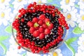 Plate with berries of raspberry, currant, bilberry Royalty Free Stock Photo