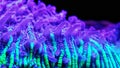 Plate Coral, - Fungia sp. Royalty Free Stock Photo