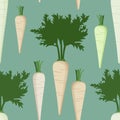 Root parsley illustration