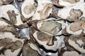 Plate of a dozen oysters open Royalty Free Stock Photo