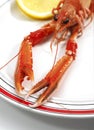 Plate with Dublin Bay Prawn or Norway Lobster or Scampi, nephrops norvegicus