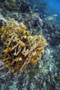 Plate Fire Coral - Roatan Royalty Free Stock Photo
