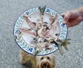 Plate of fish bones watched by a hungry dog