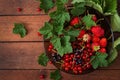 Plate with fresh berries strawberries and currants. Royalty Free Stock Photo