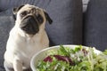 Plate with fresh green salad, dog breed pug sitting on the sofa