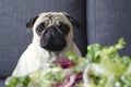 Plate with fresh green salad, dog breed pug sitting on the sofa Royalty Free Stock Photo