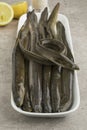 Plate with fresh raw eels Royalty Free Stock Photo