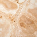 Marbleized Coffee Cup: A Close-up View Of Beige Stone With Cellular Formations