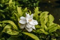 Plate glass flower or commonly called gardenia is a flowering plant in the family of coffee plants Royalty Free Stock Photo
