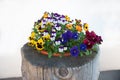 Plate with mixed pansy flowers