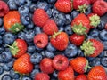 Plate of mixed wild berries