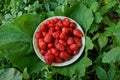 A plate with a red ripe strawberry standing on a large sheet of green burdock Royalty Free Stock Photo