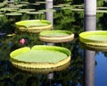 Plate shaped leafs of a giant water-lily Royalty Free Stock Photo