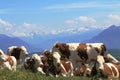 Cattle upon Saleve mountain, France Royalty Free Stock Photo