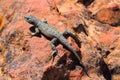 Plateau Fence Lizard, Sceloporus tristichus, on Hot Sandstone Rocks at Observation Point, Zion National Park, Utah, USA Royalty Free Stock Photo