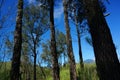 Plateau with a few trees Royalty Free Stock Photo