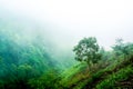 Plateau with a few trees under the foot of the mountain and was once a wilderness Royalty Free Stock Photo