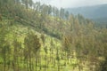 Plateau with several trees under the foot of the mountain Royalty Free Stock Photo