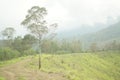 Plateau with several trees under the foot of the mountain Royalty Free Stock Photo